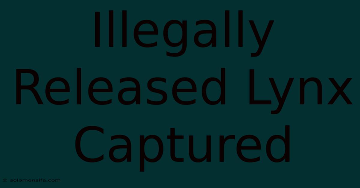 Illegally Released Lynx Captured