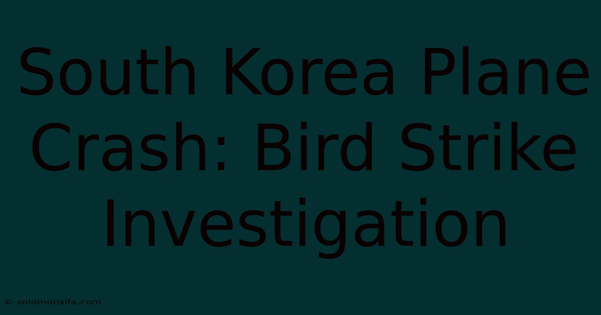 South Korea Plane Crash: Bird Strike Investigation